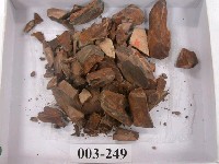 藏品(劍齒虎虎頭骨化石(模))的圖片